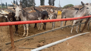 בעלי חיים שהוחזקו בתת תנאים בחווה מאולתרת באזור השרון