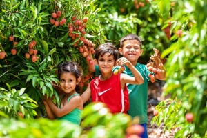 ‎⁨מיזם אוצרות הגליל ממליץ על קטיף ליצ&#039;י⁩