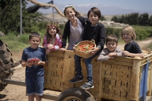 קטיף ביכורי הדובדבנים בבוסתן בראשית בעין זיוון שנפתח בשבת האחרונה