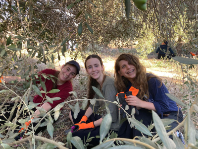 200 בנות יצאו להתנדבות בחקלאות מטעם &quot;חיבורים בחקלאות&quot; לזכרו של סגן מרדכי קדמון ז&quot;ל, אח של חברתן הטובה שנפל לפני שבועיים במלחמה