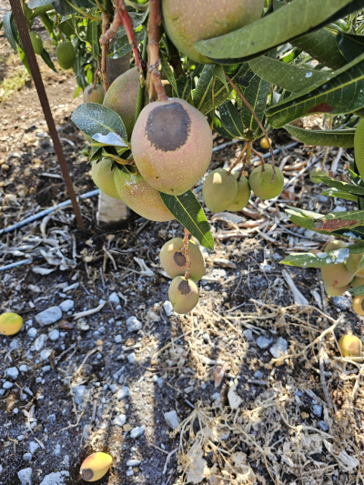 נזקי חום במנגו-יוני 2024 צלם אסף שמיר קנט