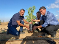 ראשי הרשויות נוטעים אבוקדו