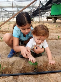 ‎⁨דפנה ונדב פוליבודה מסייעים להוריהם בשתילת שתילי הפלפל  הראשונים בחממות החקלאיות המשפחתיות בערבה התיכונה לקראת החורף ⁩