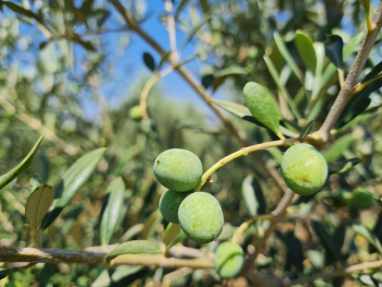 שמן זית באשכול בית הכרם 